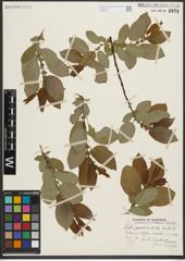 Foto von Salix pseudomonticola C. R. Ball